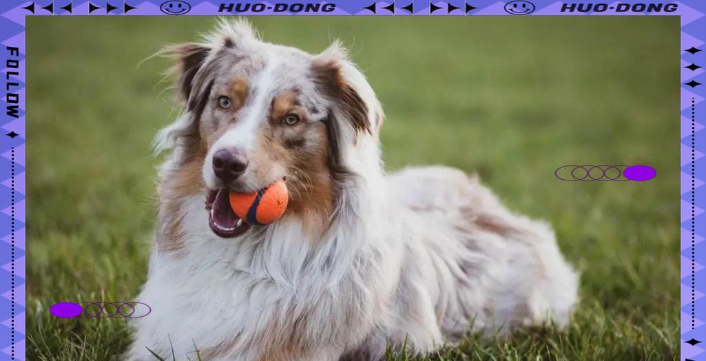 幼犬如何科学使用空调？