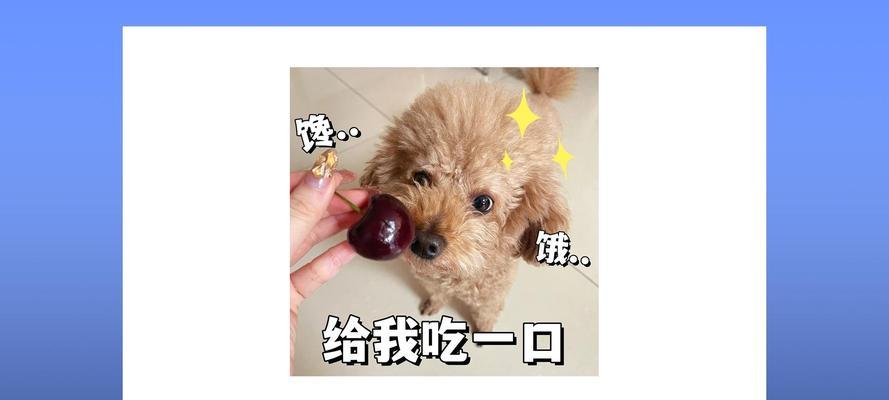 泰迪不能吃的水果有哪些？守护宠物健康指南