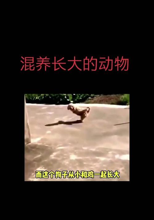 混养动物的趣味与注意事项 混养动物的趣味与注意事项