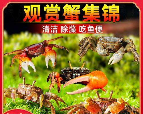 混养动物的趣味与注意事项 混养动物的趣味与注意事项