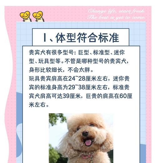 贵宾犬毛发生长周期与健康养护要点 贵宾犬毛发生长周期与健康养护要点