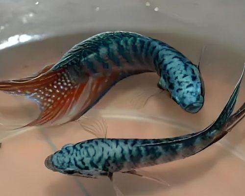 混养动物的趣味与注意事项 混养动物的趣味与注意事项