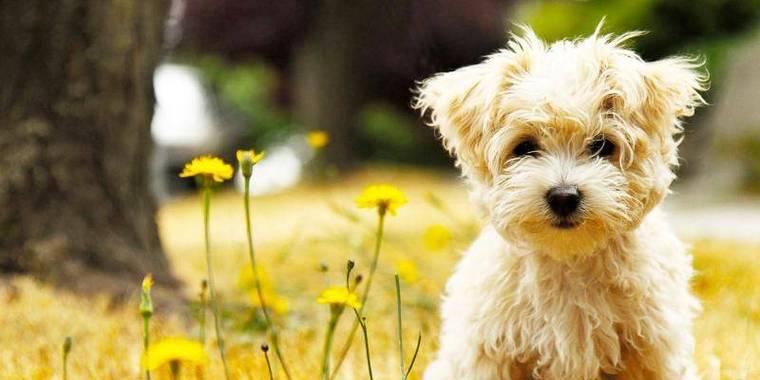 如何准确判断泰迪犬是否纯种