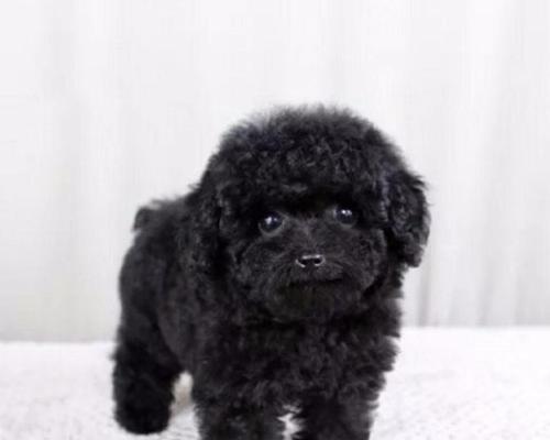 如何准确判断泰迪犬是否纯种