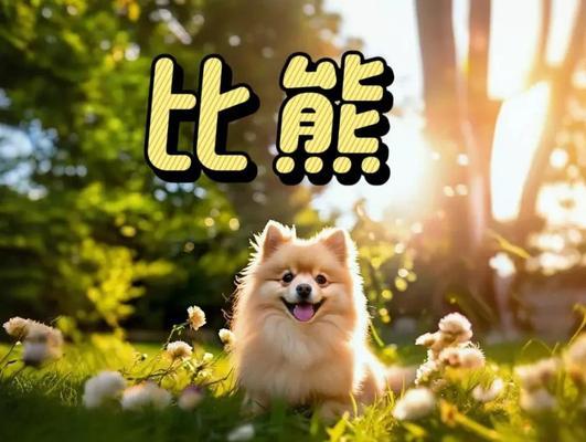 比熊洗澡频率指南：如何科学护理您的毛孩子