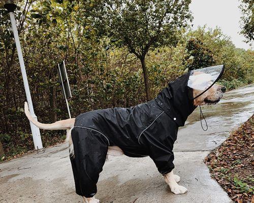 金毛狗月经后如何选择最佳配种时机 金毛狗月经后如何选择最佳配种时机