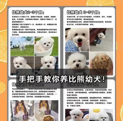 比熊洗澡频率指南：如何科学护理您的毛孩子