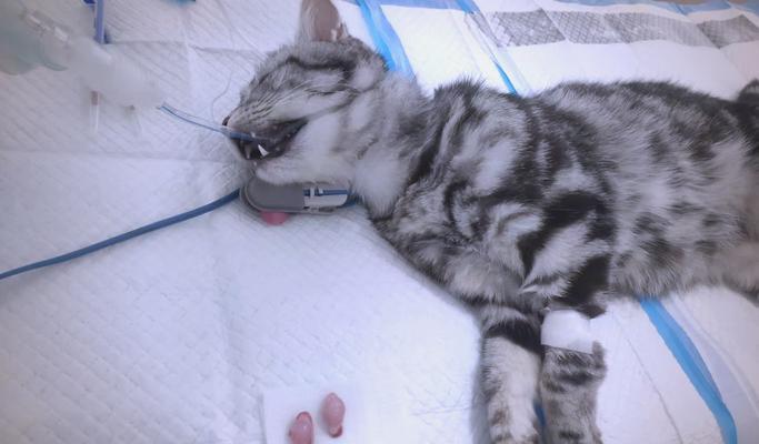 猫咪绝育后狂躁期如何应对？科学方法助其恢复平静