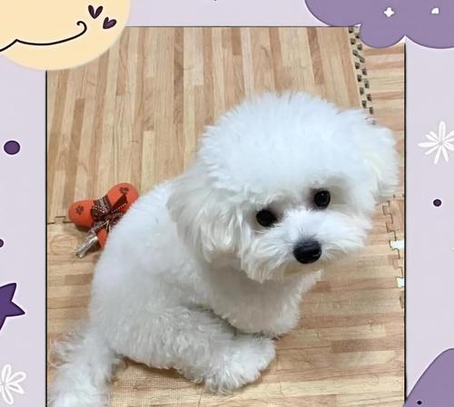 比熊洗澡频率指南：如何科学护理您的毛孩子