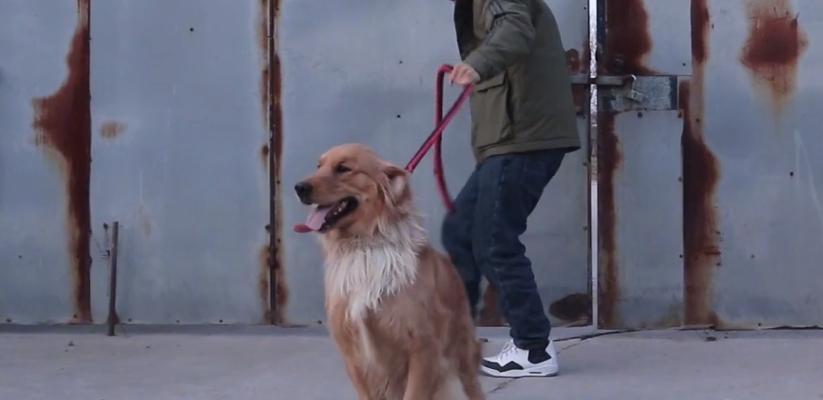 金毛狗月经后如何选择最佳配种时机 金毛狗月经后如何选择最佳配种时机