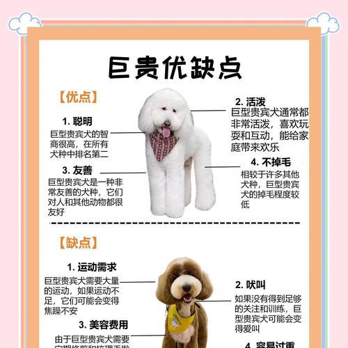 贵宾犬毛发生长周期与健康养护要点 贵宾犬毛发生长周期与健康养护要点