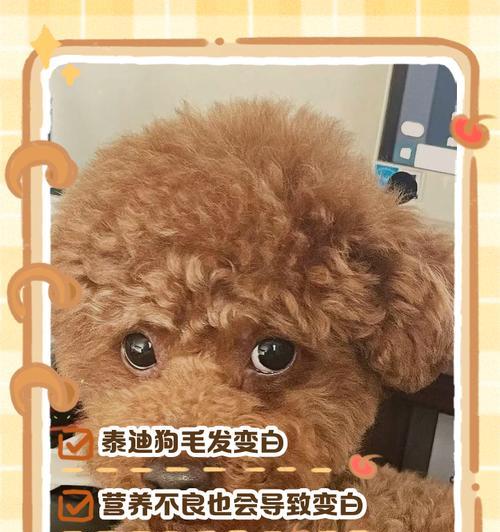 贵宾犬毛发生长周期与健康养护要点 贵宾犬毛发生长周期与健康养护要点