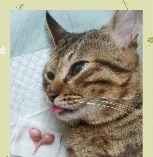 猫咪绝育后狂躁期如何应对？科学方法助其恢复平静