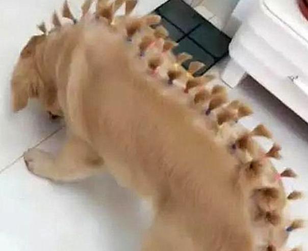 金毛狗月经后如何选择最佳配种时机 金毛狗月经后如何选择最佳配种时机