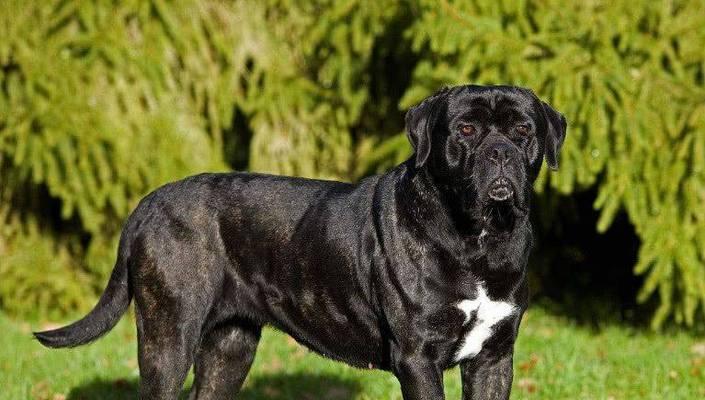 全球十大护卫犬品种推荐，守护家与财产的得力助手