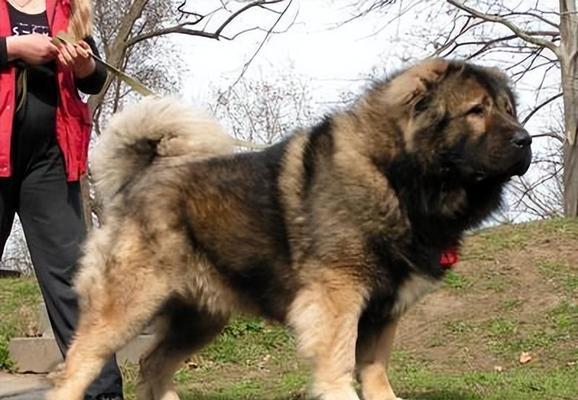 全球十大护卫犬品种推荐，守护家与财产的得力助手