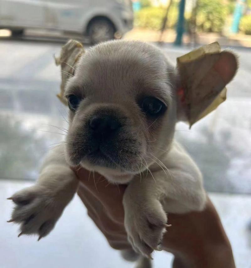 法国斗牛犬掉毛原因与护理方法 法国斗牛犬掉毛原因与护理方法