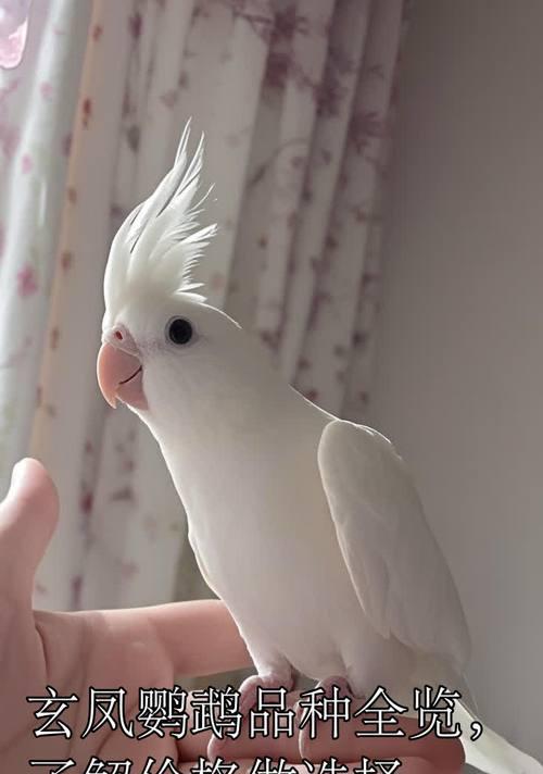 小鹦鹉品种大全：特点与习性解析