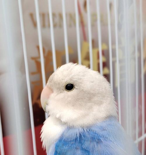 小鹦鹉品种大全：特点与习性解析