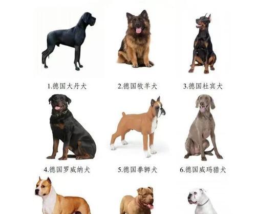 全球十大护卫犬品种推荐，守护家与财产的得力助手