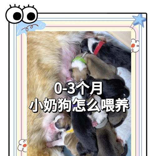 小狗喂蛋黄的频率与注意事项