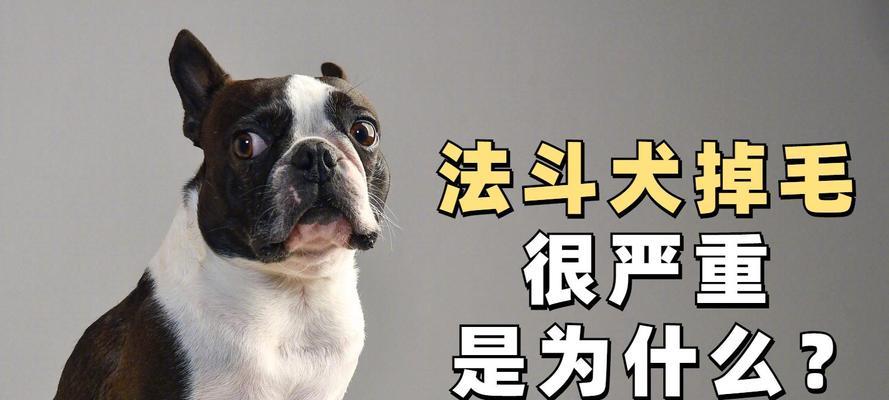 法国斗牛犬掉毛原因与护理方法 法国斗牛犬掉毛原因与护理方法