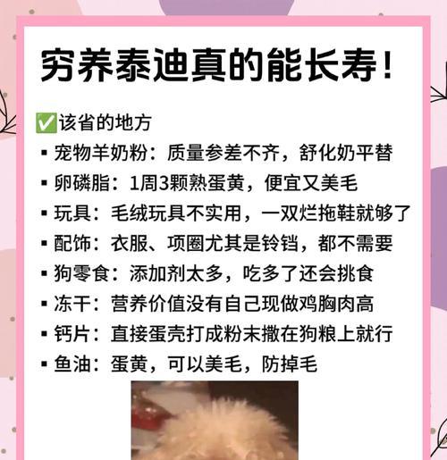 养泰迪必备用品清单与注意事项