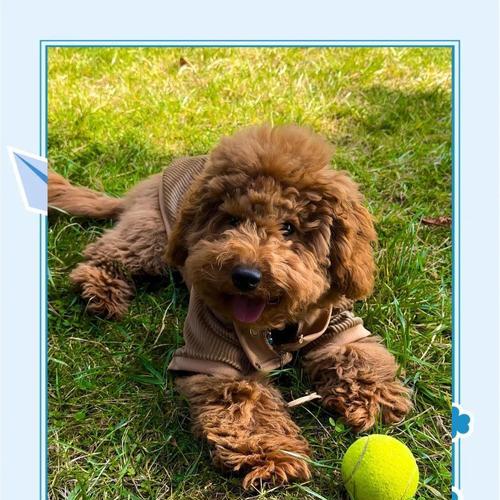 养泰迪必备用品清单与注意事项