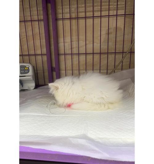 猫瘟康复期护理全指南：饮食、环境与健康注意事项