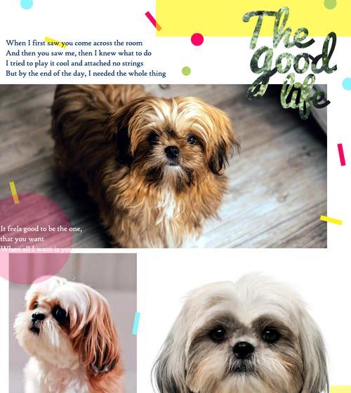 聪明绝顶的狗狗品种排名 智商高且实用的犬种推荐