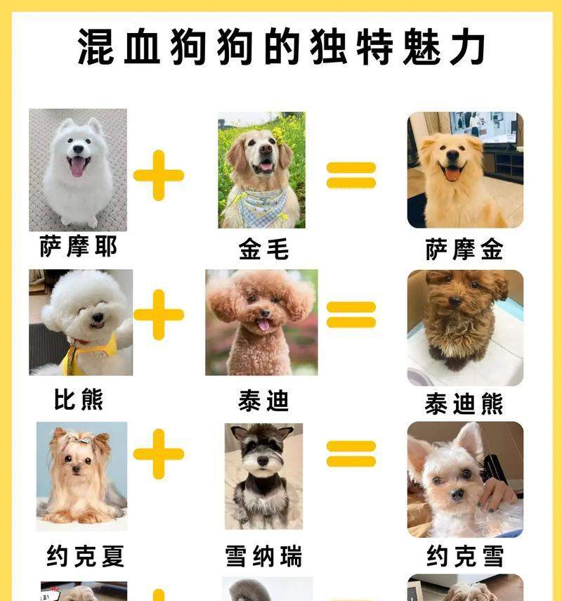 聪明绝顶的狗狗品种排名 智商高且实用的犬种推荐