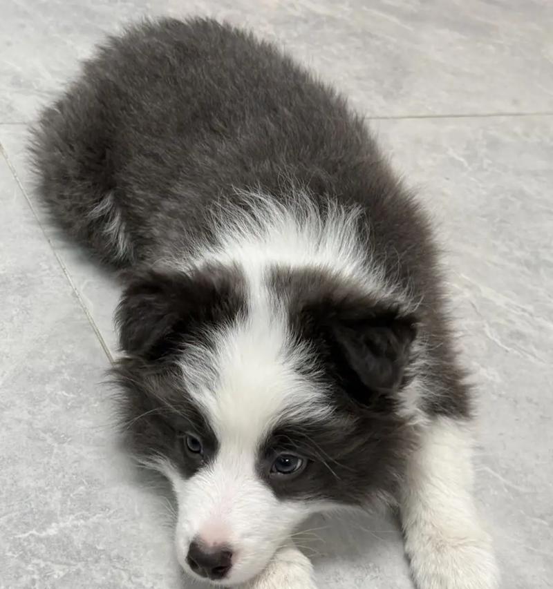 边牧成长关键期:独立与社交发展的重要性 边牧成长关键期:独立与社交发展的重要性