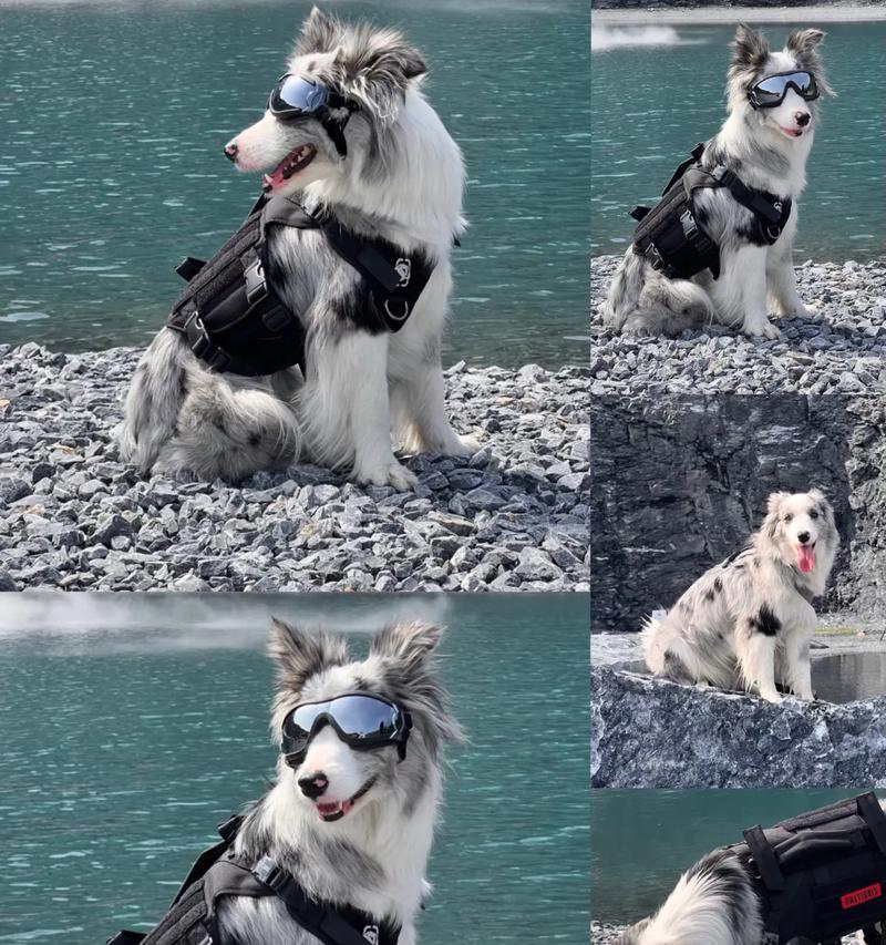 边牧成长关键期:独立与社交发展的重要性 边牧成长关键期:独立与社交发展的重要性