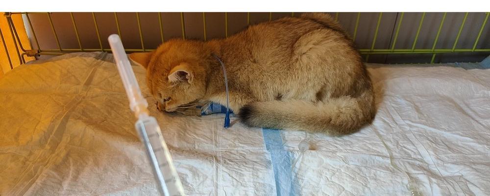 猫瘟康复期护理全指南：饮食、环境与健康注意事项