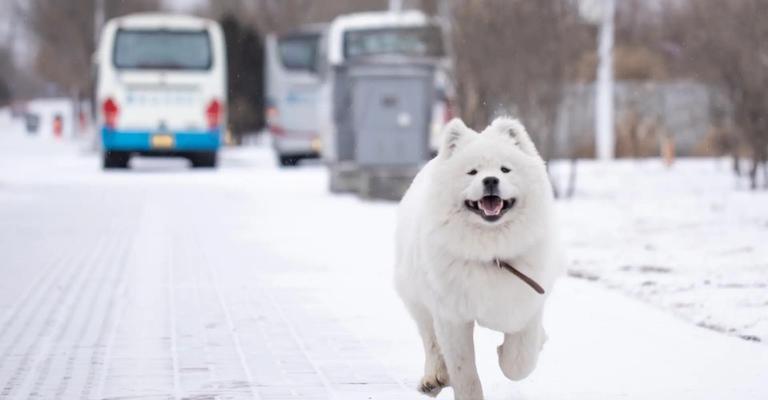 萨摩耶犬性情特点解析，是否会咬人？