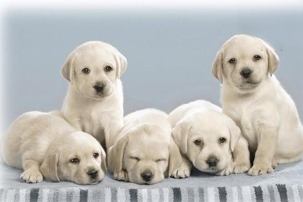 犬猫腐败性感染症状及治疗方案