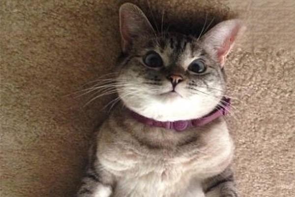 犬猫骨折的常见原因及临床症状解析