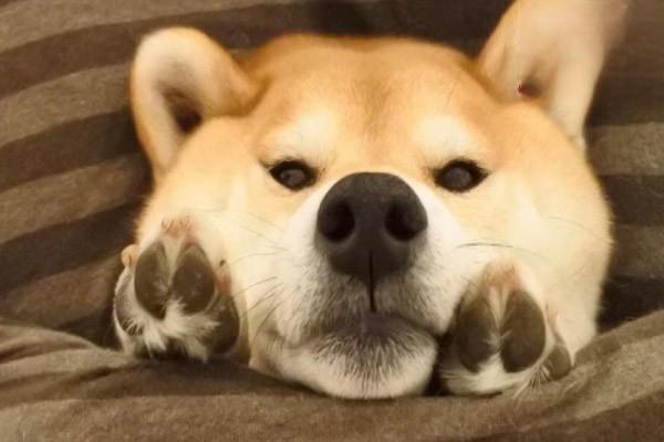 犬猫风湿病症状与治疗方案解析