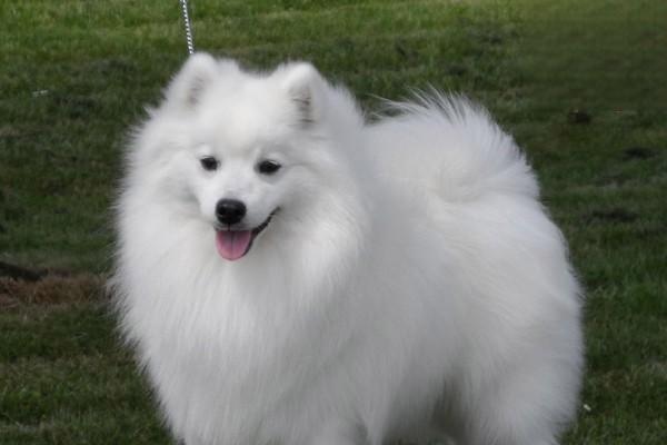 犬猫厌氧性感染症状与治疗方案解析 犬猫厌氧性感染症状与治疗方案解析