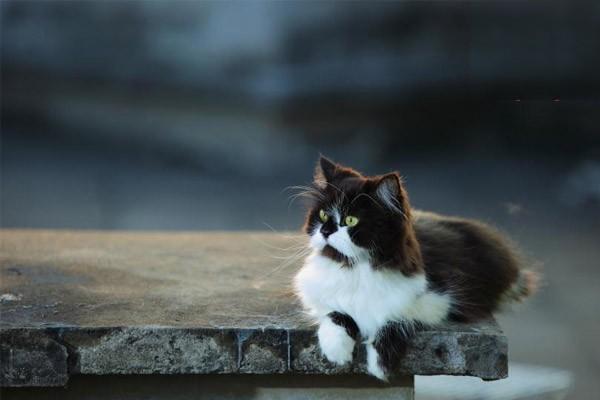 犬猫风湿病症状与治疗方案解析