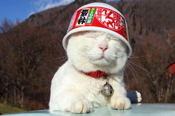 犬猫败血症症状与治疗全解析 犬猫败血症症状与治疗全解析