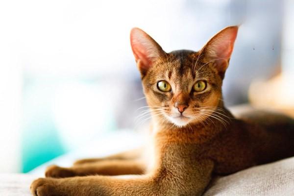 犬猫骨髓炎症状与治疗方案解析