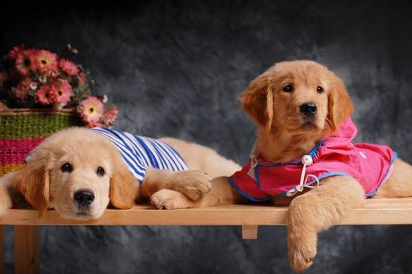 犬猫特发性多发性肌炎症状及治疗方案解析 犬猫特发性多发性肌炎症状及治疗方案解析