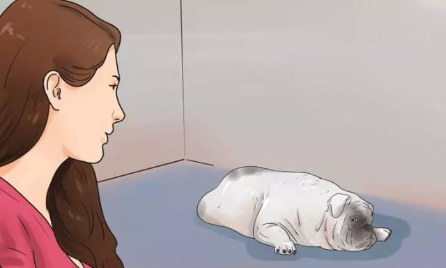 宠物为何昂贵？揭秘价格背后的价值与成本