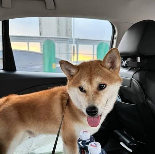 宠物为何昂贵？揭秘价格背后的价值与成本