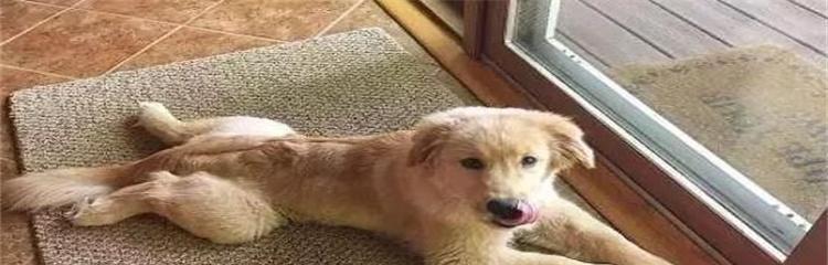 狗狗频繁在窝内大小便可能意味着什么？