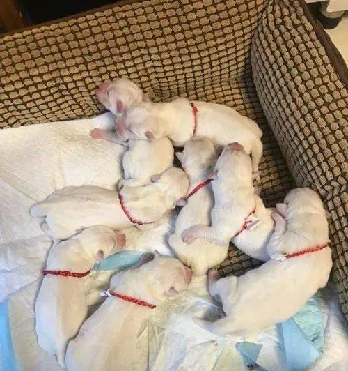 狗狗频繁在窝内大小便可能意味着什么？