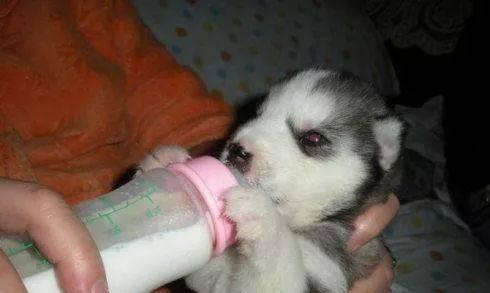 狗狗频繁在窝内大小便可能意味着什么？