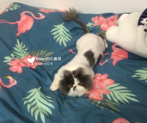 猫吃牛肉补充哪些营养？全面解析牛肉对猫咪的益处