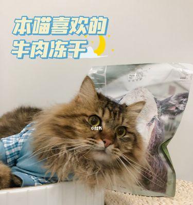 猫吃牛肉补充哪些营养？全面解析牛肉对猫咪的益处